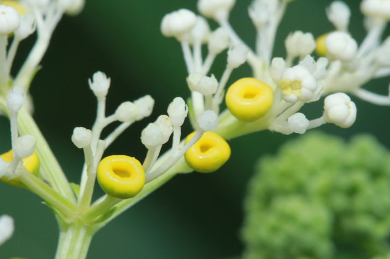 植物资料库 陆英 拉丁学名:  sambucus chinensis 科属归类:  忍冬科